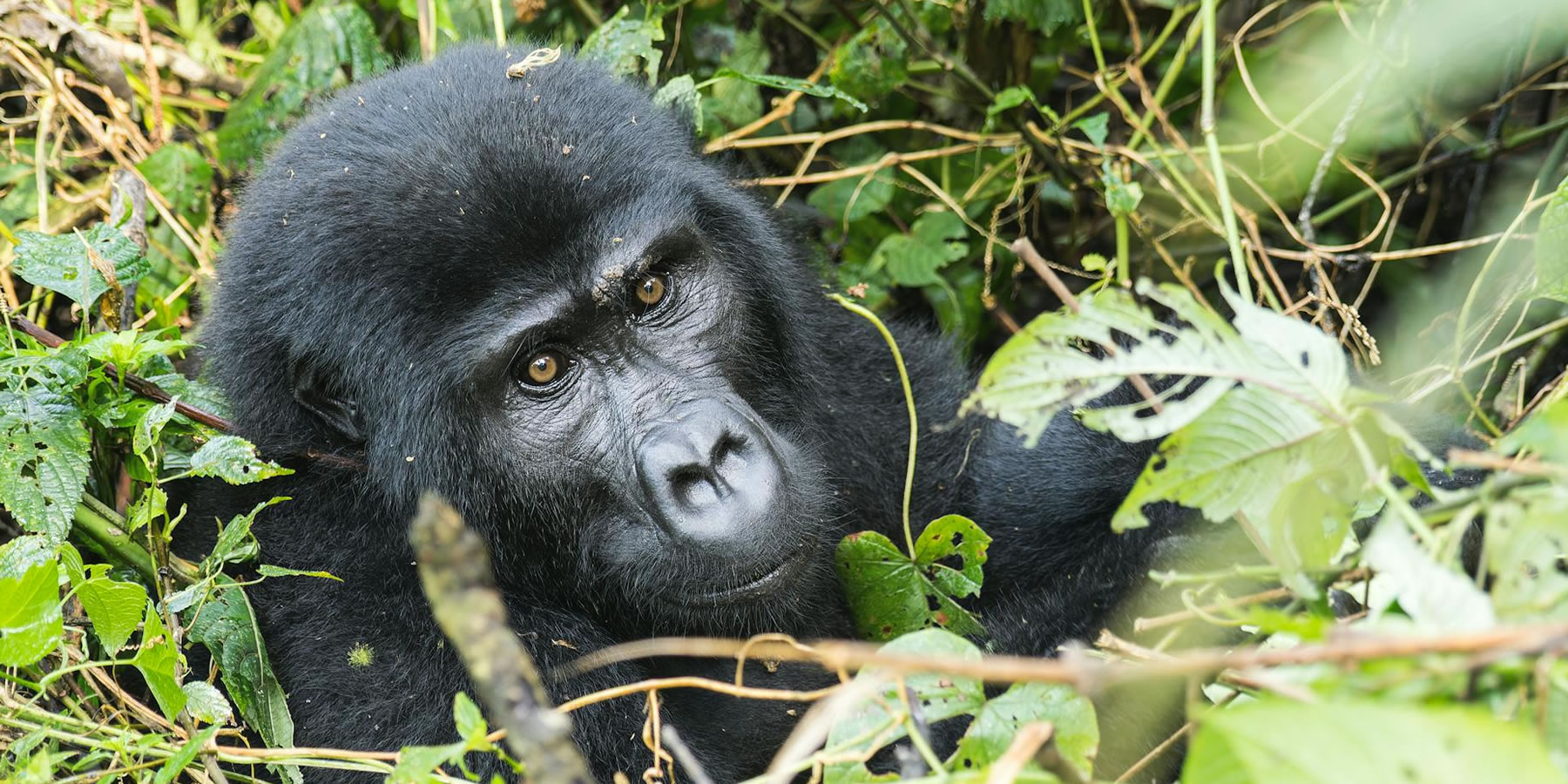 Gorilla trekking Bwindi Impenetrable Forest Uganda